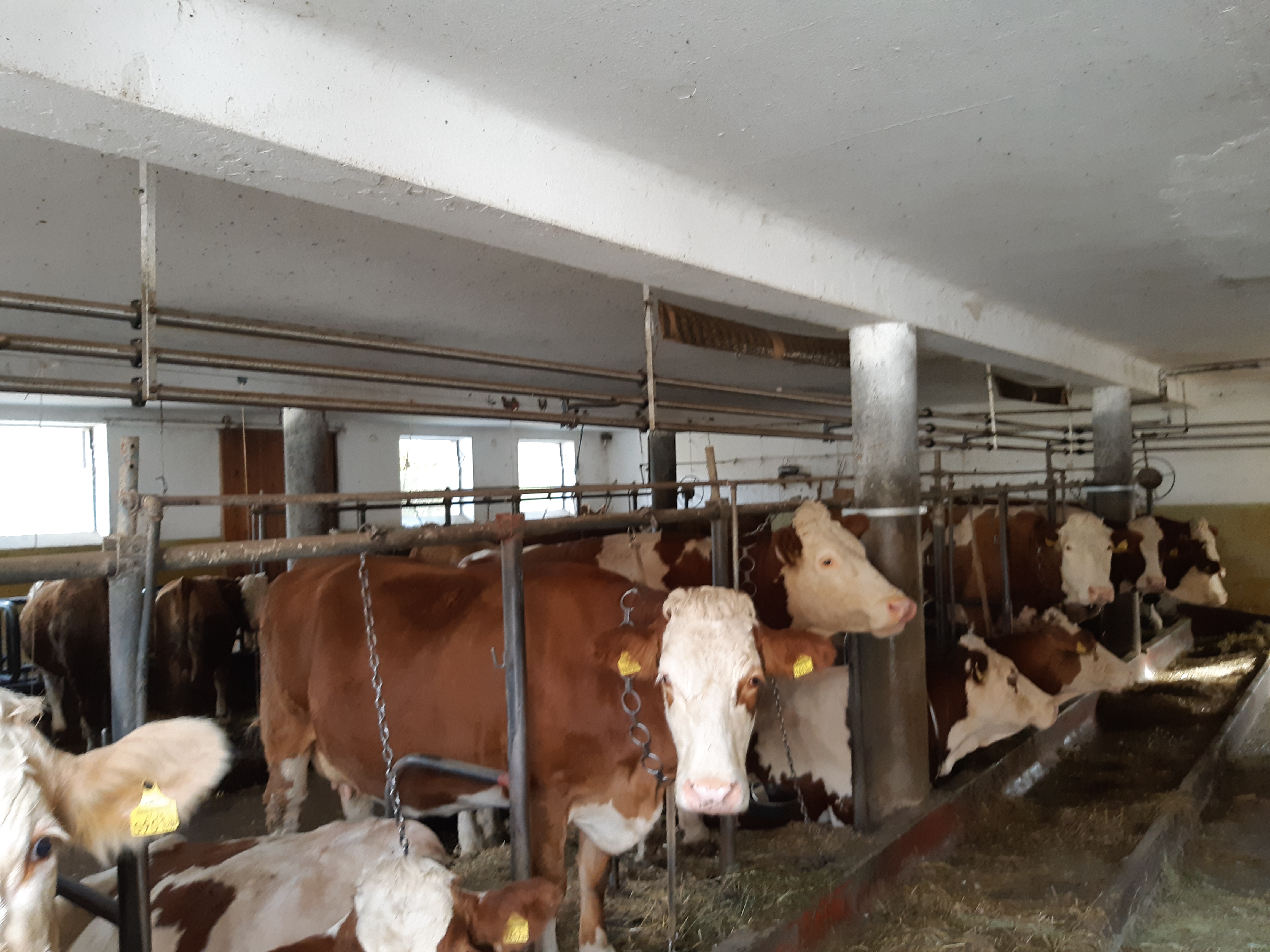 Landwirtschaftliche Gebäude - Bygningskonstruksjon